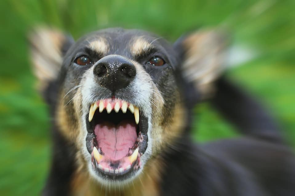 dog owner-liability-bite