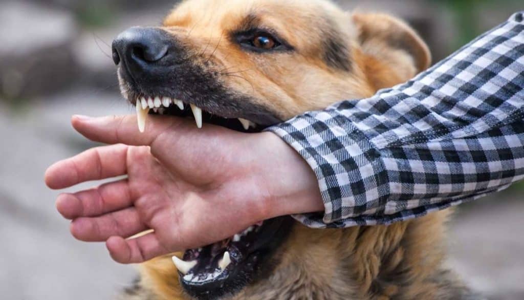 dog bites hand